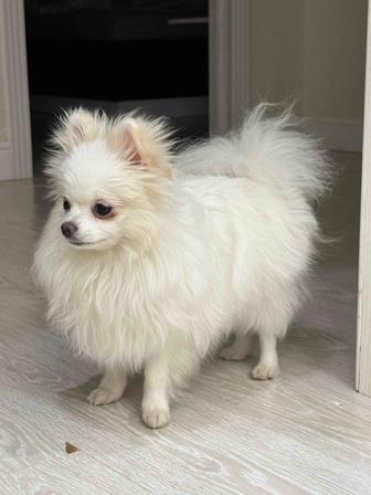 Померанский шпиц