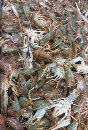 Морской живой Атырау