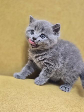 Продам котят британцы