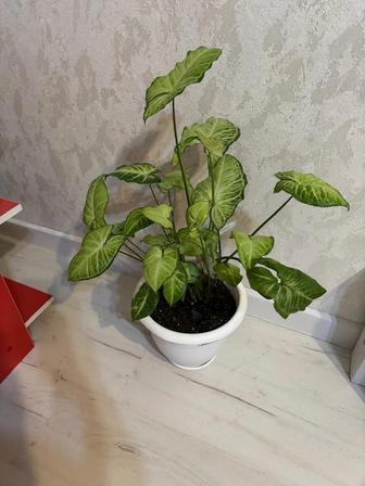 Продам комнатный цветок Сигнониум