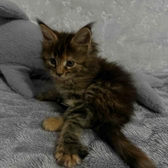 Кошечка Мейн-Кун