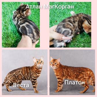 Бенгальские котята