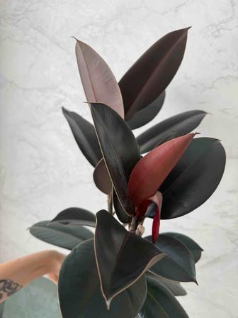 Продам фикус Абиджан