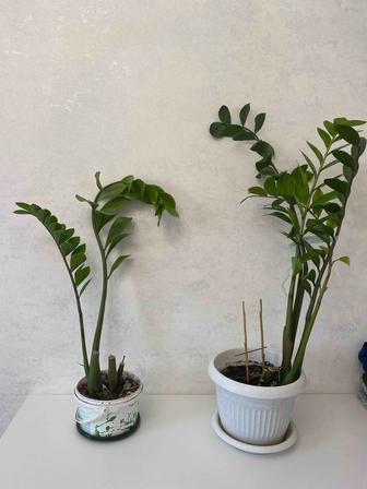 Долларовый цветок