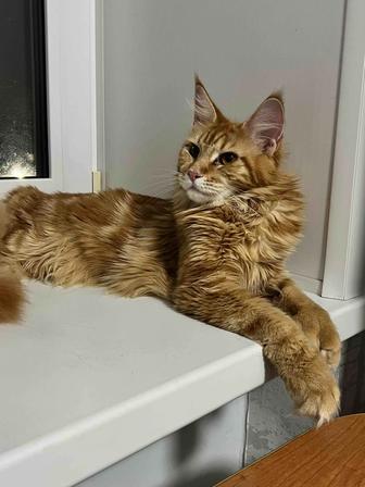 Котенок Мейн Кун