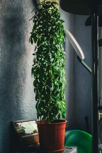 Комнатные цветы