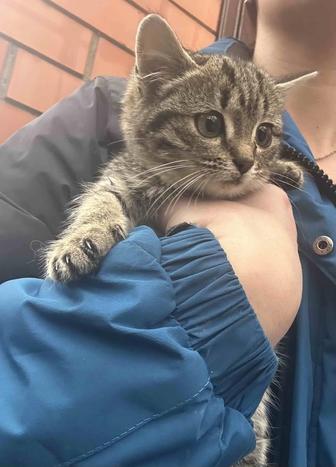 Кошечка маленькая