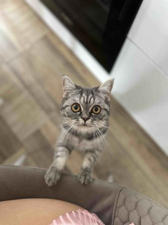 Отдам кошечку в хорошие руки