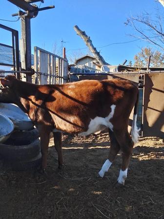 Продается бычок