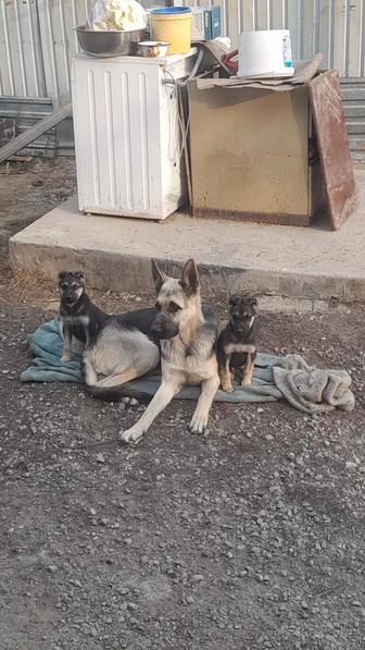 Продам собаку