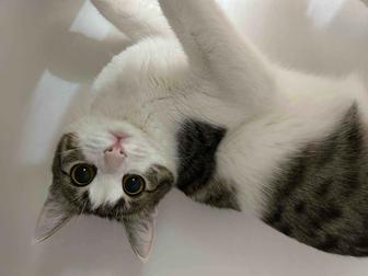Кошка,к лотку приучена,кушает все,не кусается,