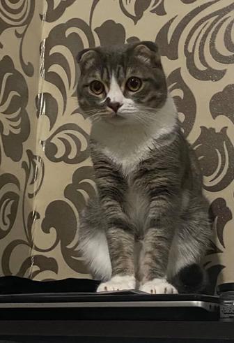 Срочно отдам кота