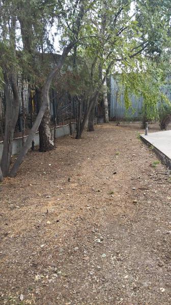 Чистка участка от порослей