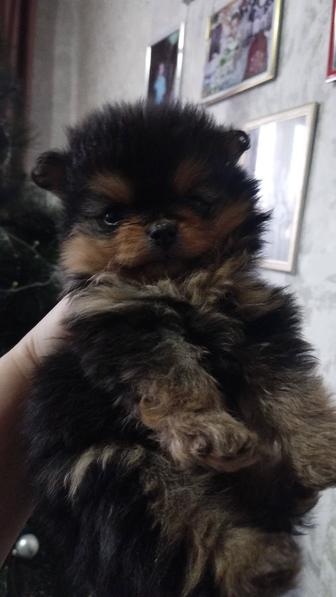 Продам медвежонка шпица