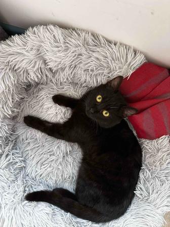 Ищем дом для котенка (г. Астана)