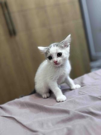Отдам котенка в добрые руки