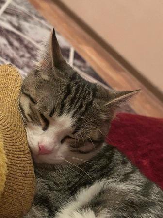 Отдам котенка бесплатно!