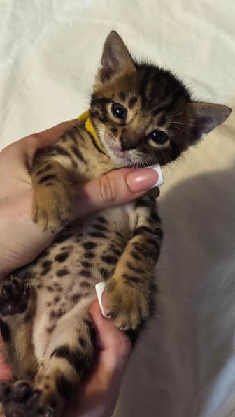 бенгальские котята