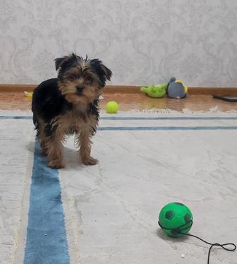 Продам трехмесячного щенка йоркширского терьера.