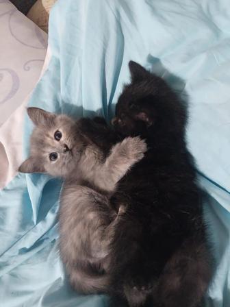 Отдам котят , бесплатно