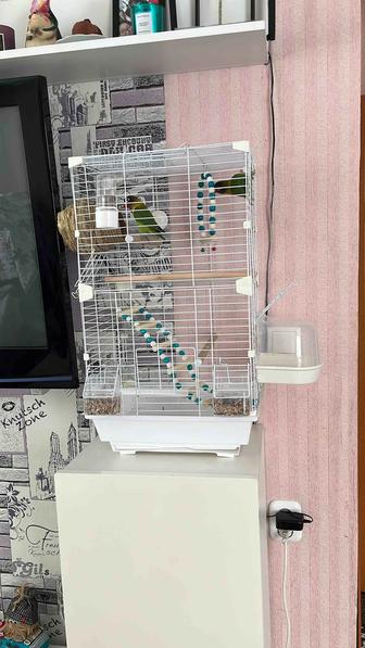 Продам попугаев с клеткой