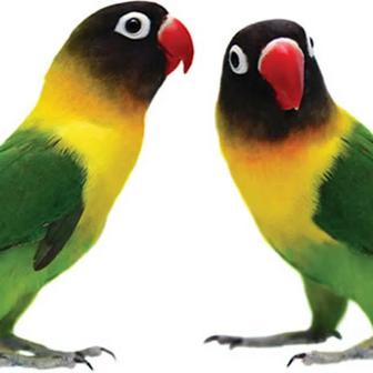 Продам попугаев с клеткой