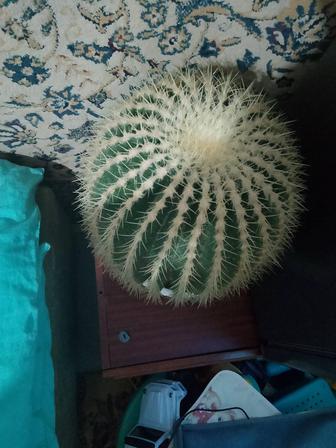 Большой кактус хороший состояние