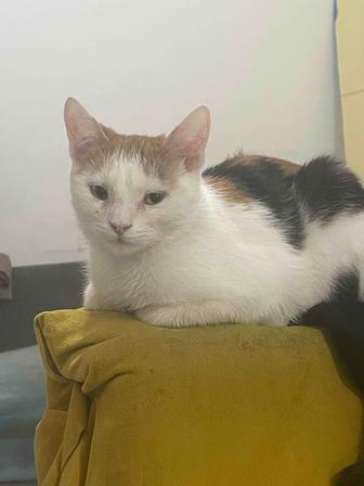 Кошечка в добрые руки,очень ласковая,к лотку приучена,6 месяцев.