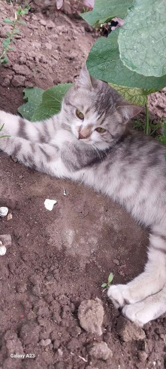 Отдам котенка