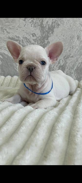 Кремовый французский бульдог