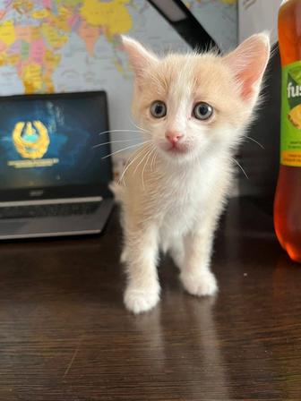 Котята хороший пароды!