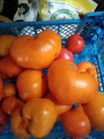 Продам помидоры Аблакетка