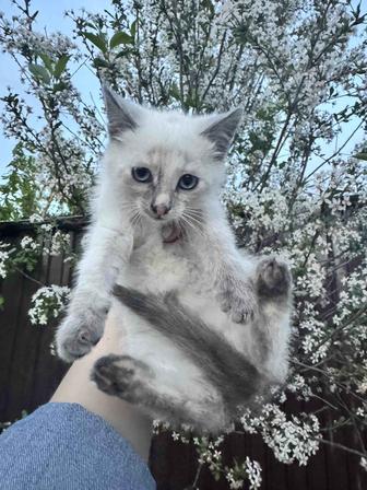 Отдам котянка в добрые руки