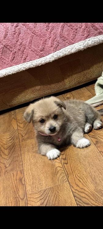 Щеночек девочка