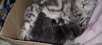 Котята Шотландцы