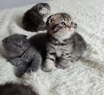 Котята Шотландцы