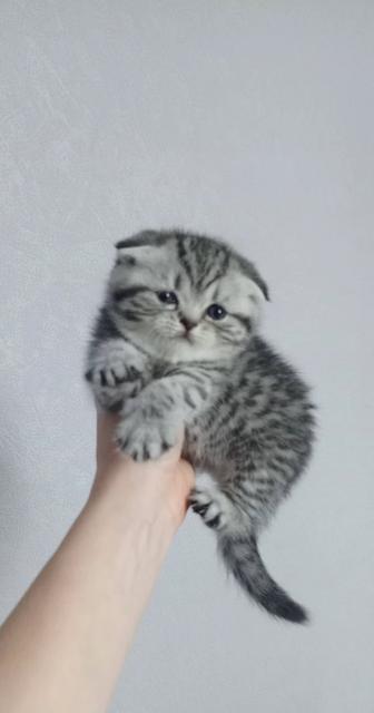 Котята Шотландцы