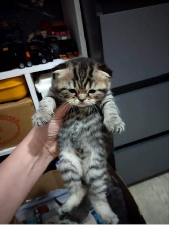 Котята Шотландцы