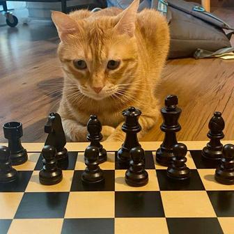 Тренер по Шахматам