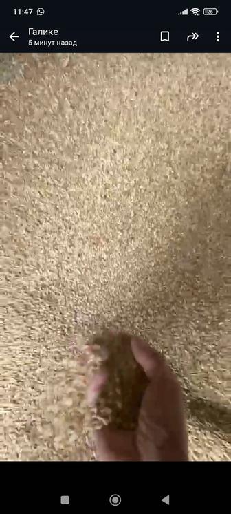 Продается Ячмень