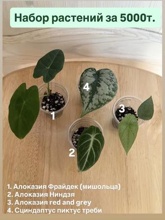 Алоказии. Сциндапсус. Шеффлера. Хойя саравак