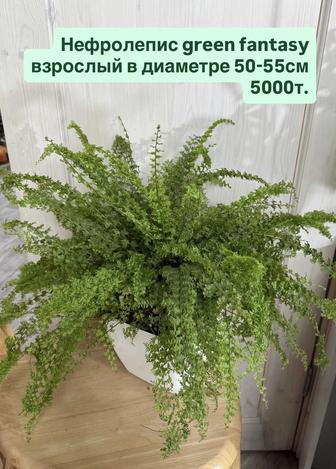 Алоказии. Нефролепис. Сциндапсус. Шеффлера. Хойя саравак