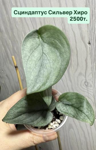 Алоказии. Сциндапсус. Эпипремнумы