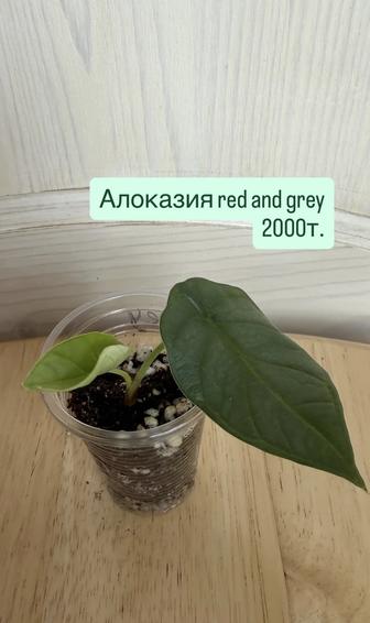 Алоказии. Нефролепис. Сциндапсус. Хойя саравак