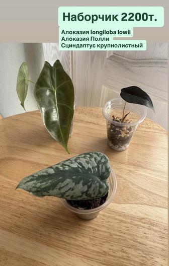 Алоказии. Сциндапсус. Эпипремнумы