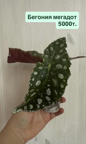 Сциндапсусы. Эпипремнум. Сингониум