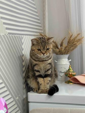 Отдам британскую кошку