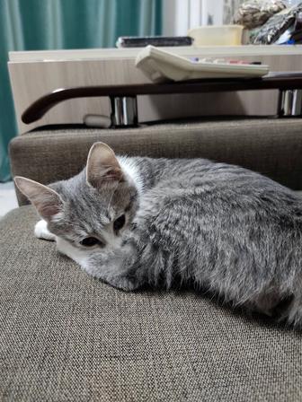 Отдам даром кота