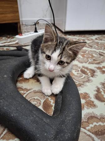 Отдам в добрые руки котят