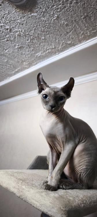 Отдам сфинкса эльфа